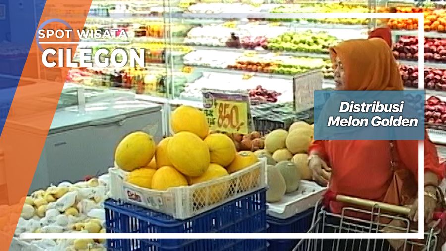 Penjualan Melon Golden Cikerai Mancak Cilegon  