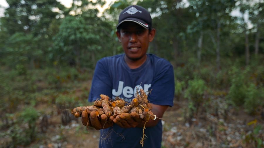 Metamorfosis Lamteuba dari Ladang Ganja Jadi Penghasil Kunyit Ekspor