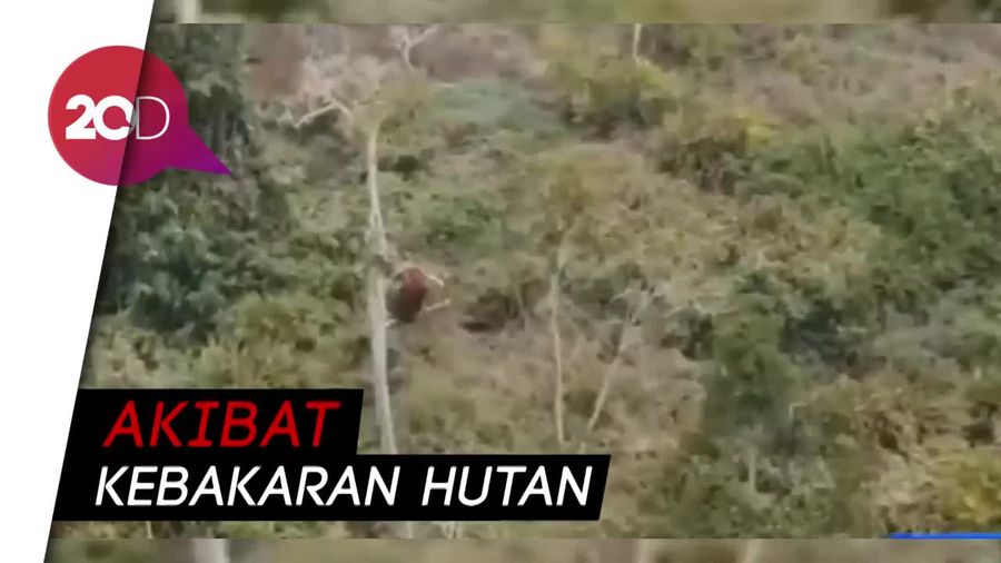 4 Hari di Pucuk Pohon, Orangutan di Ketapang Dievakuasi