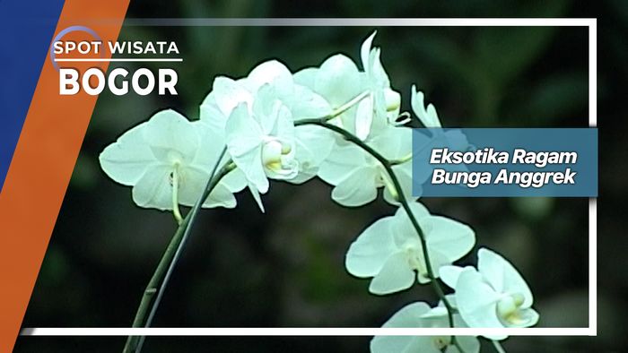 Eksotika Ragam Bunga Anggrek, Bogor