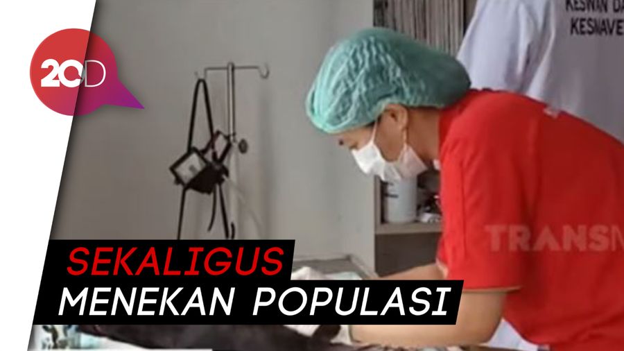 Cegah Rabies, Kucing di Blitar Dikebiri