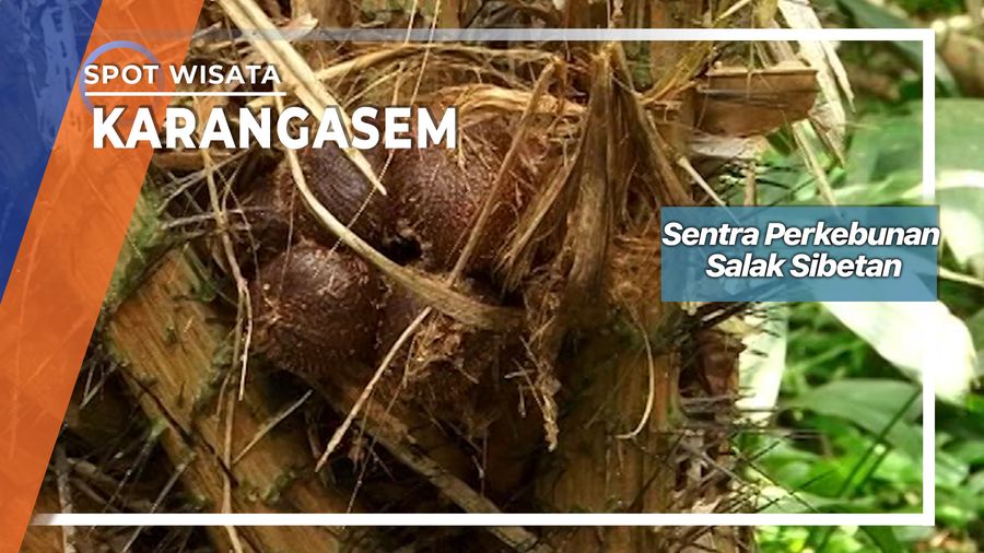 Sentra Perkebunan Salak Sibetan, Karangasem