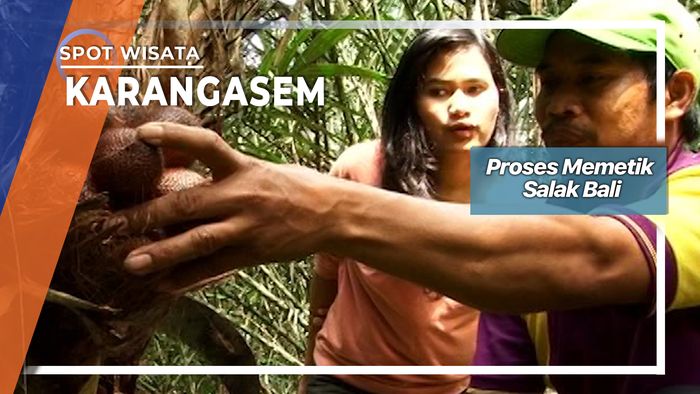 Proses Memetik Salak Bali, Karangasem 