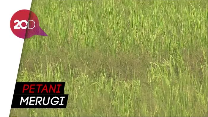 Kemarau Panjang, 30 Hektare Sawah di Polman Gagal Panen