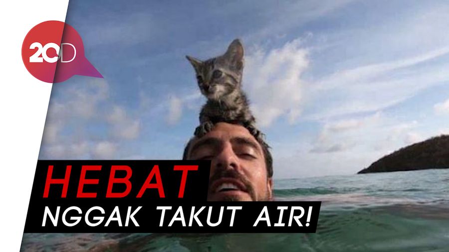 Viral Kucing Gracie yang Lihai Berenang di Laut