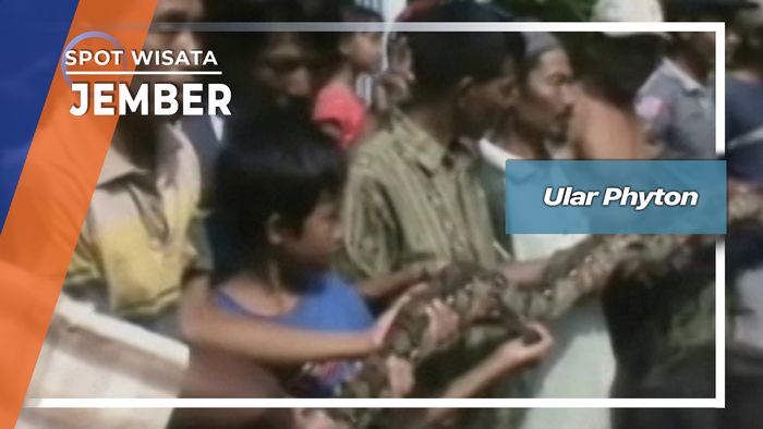 Ular Phyton di Jember 