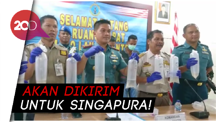 TNI AL Gagalkan Penyelundupan Ratusan Ribu Baby Lobster Rp 17,8 M