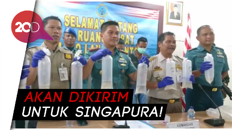 TNI AL Gagalkan Penyelundupan Ratusan Ribu Baby Lobster Rp 17,8 M