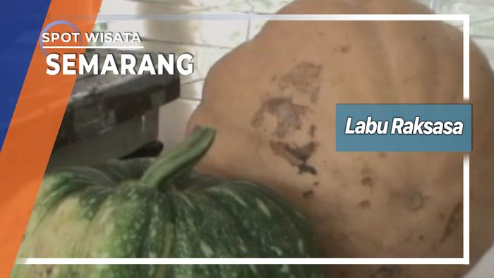 Labu Raksasa Ambarawa Kabupaten Semarang 
