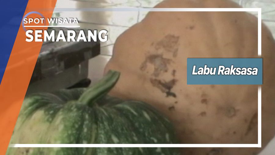 Labu Raksasa Ambarawa Kabupaten Semarang 