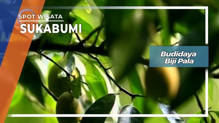 Budidaya Biji Pala Sukabumi  