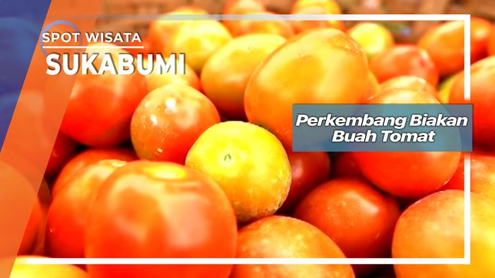 Budidaya Buah Tomat Sukabumi