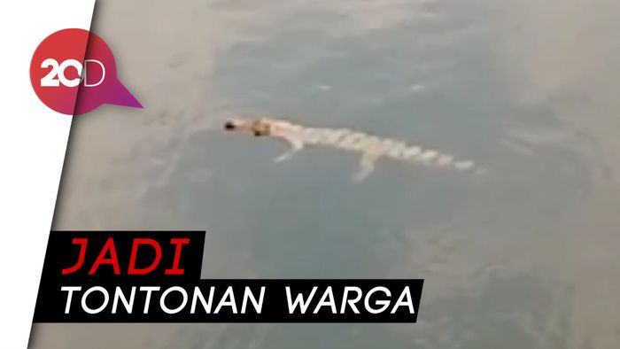 Penampakan Kawanan Buaya di Sungai Bengawan Solo