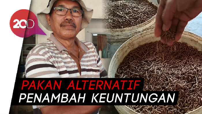 Peternak Lele Blitar Sulap Limbah Ikan jadi Pakan Ternak