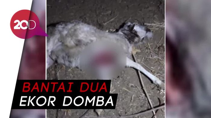 Domba Peliharaan Warga di Ponorogo Diterkam Hewan Misterius