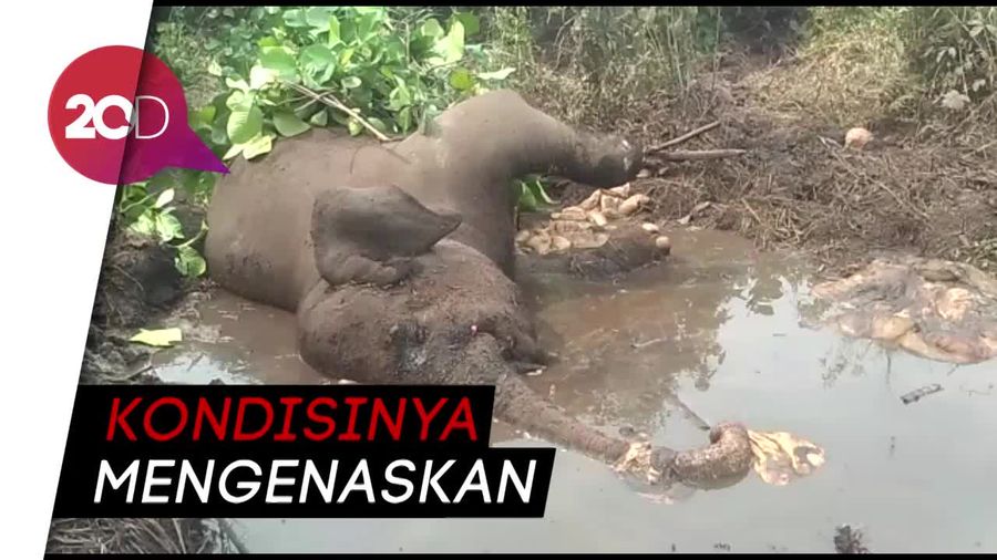 Dita Gajah Liar yang Kakinya Buntung karena Jeratan Ditemukan Mati