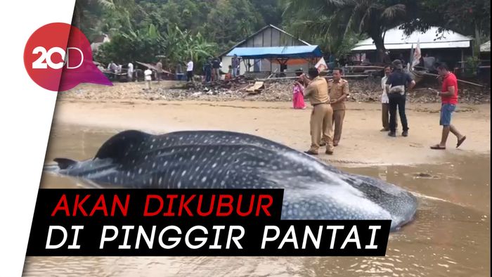 Setelah Sehari Terdampar, Hiu Paus di Sumbar Akhirnya Mati