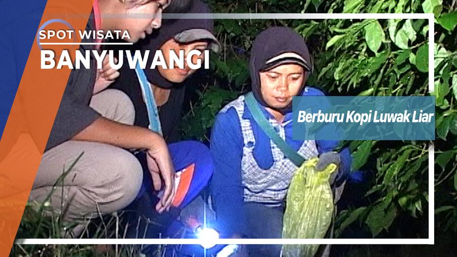 Berburu Kopi Luwak Liar, Banyuwangi  