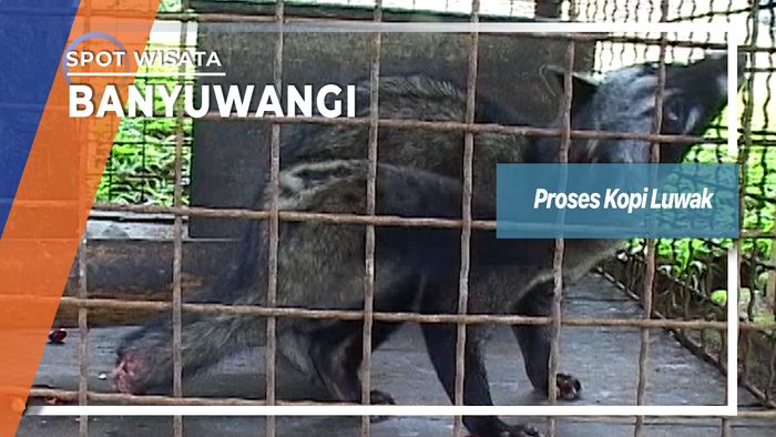 Proses Kopi Luwak, Banyuwangi  
