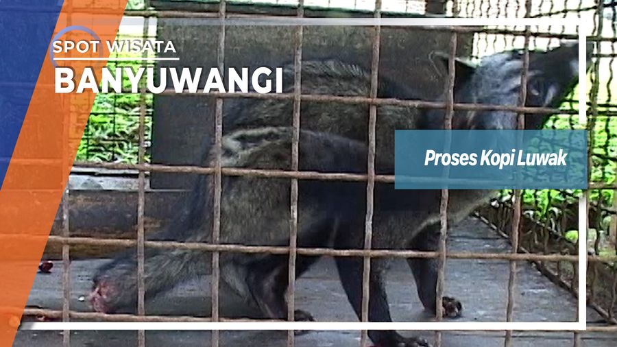 Proses Kopi Luwak, Banyuwangi  