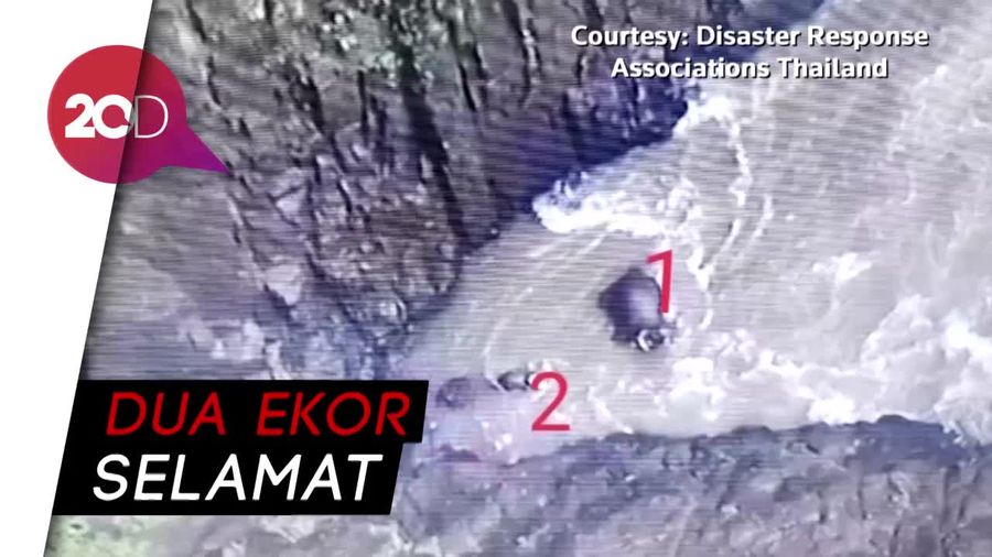 11 Gajah Liar Tewas Masuk Jurang