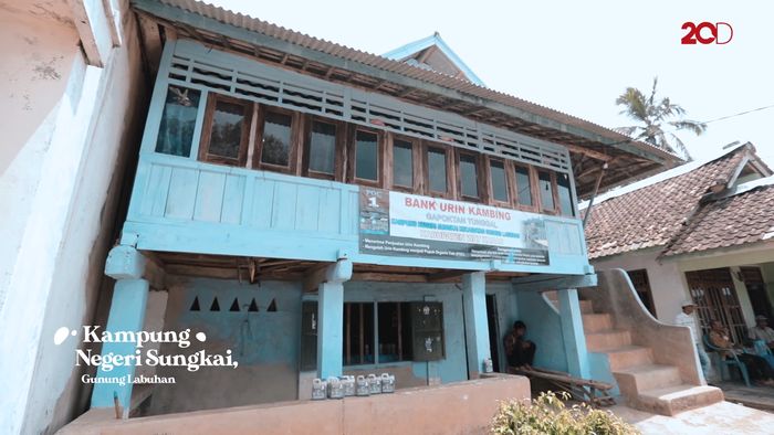 Urine Kambing, Penyokong Kehidupan di Ujung Lampung