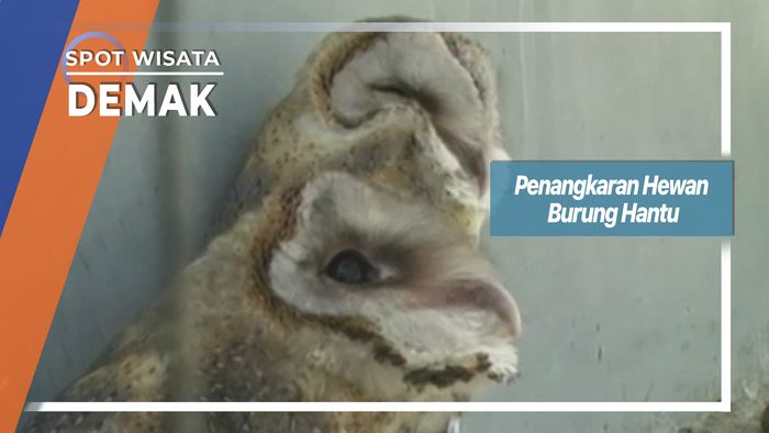 Penangkaran Hewan Burung Hantu, Demak