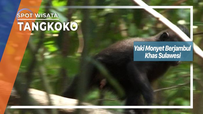 Yaki Monyet Berjambul Khas Sulawesi, Tangkoko   
