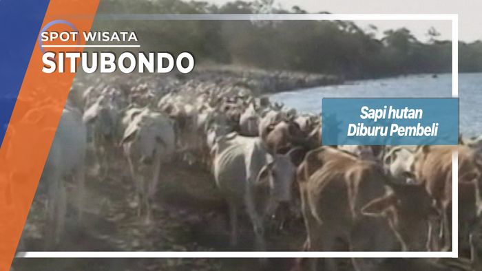Sapi Hutan Diburu Pembeli di Situbondo