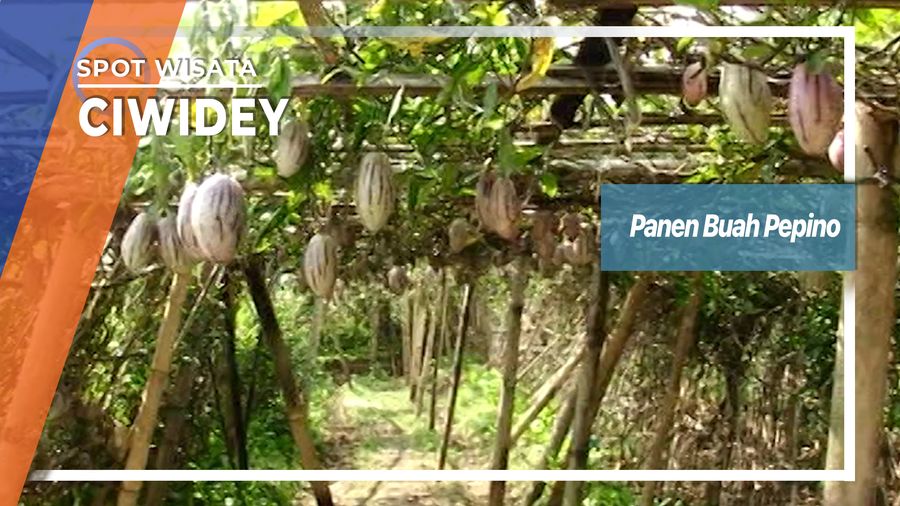 Panen Buah Pepino, Ciwidey 