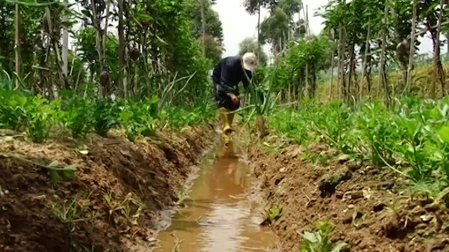 Cara Menanam Buah Pepino, Ciwidey  