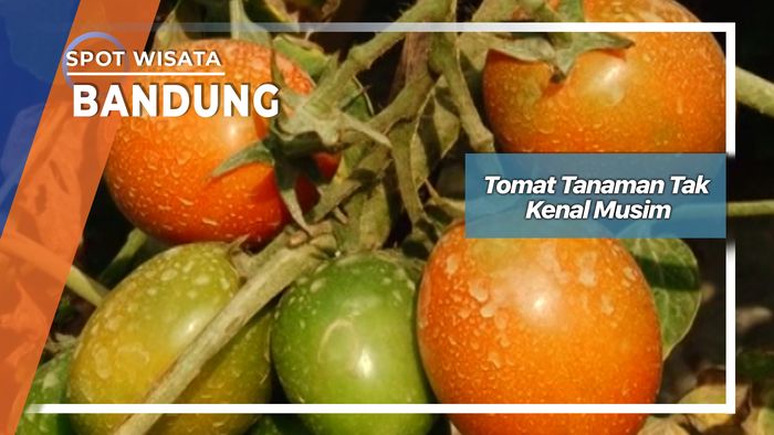 Tomat Tanaman Tak Kenal Musim Bandung    