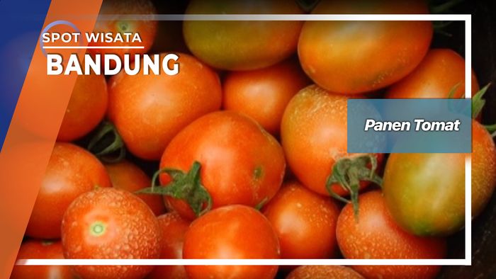 Panen Tomat Bandung    