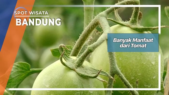 Manfaat Dari Tomat Bandung  