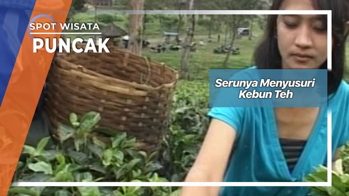 Serunya Menyusuri Kebun Teh Puncak    