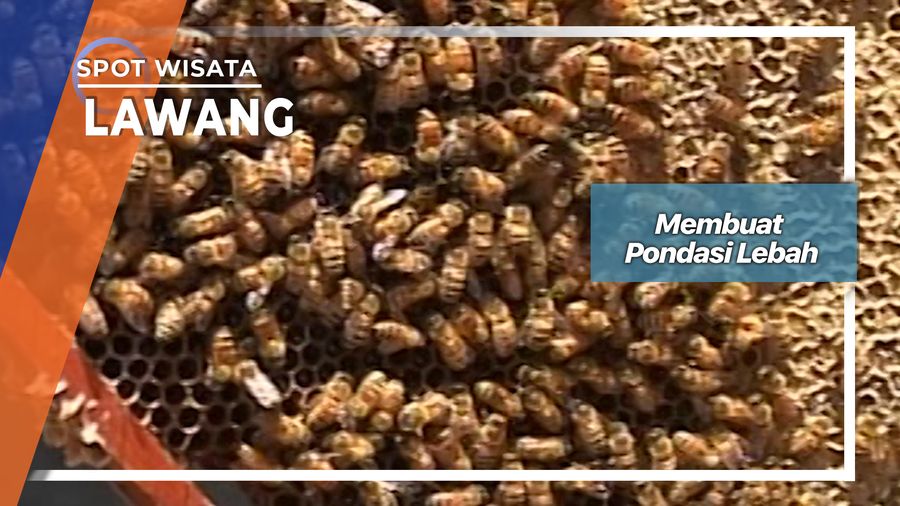Membuat Sarang Lebah Lawang Jawa Timur