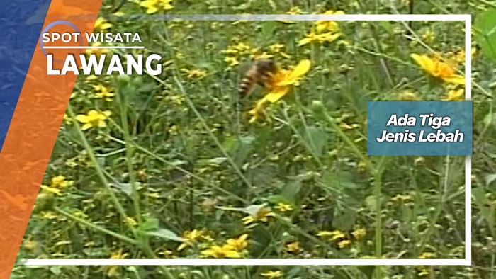 Menggembalakan Lebah Lawang Jawa Timur