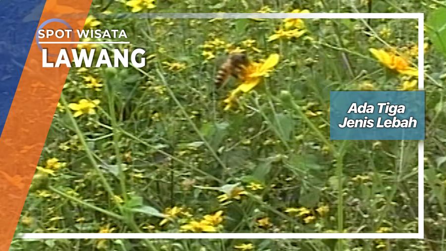 Menggembalakan Lebah Lawang Jawa Timur