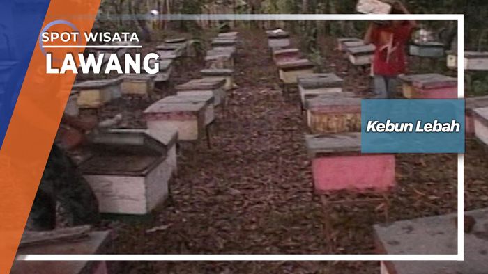 Menuju Kebun Lebah Jember Jawa Timur 