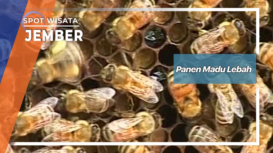 Panen Madu Lebah Sukorambi Jember Jawa Timur