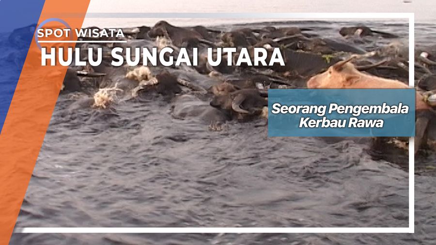 Penggembala Kerbau Rawa Di Tampakang Paminggir, Hulu Sungai Utara 