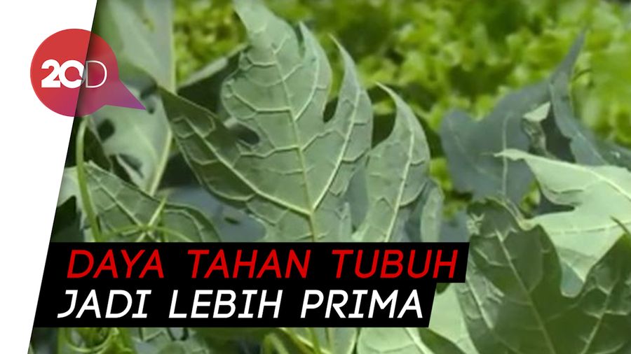 Daun Pepaya, Rasa Pahit yang Kaya Manfaat Kesehatan