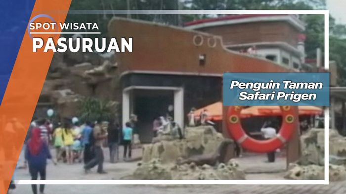 Penguin Taman Safari Prigen, Pasuruan