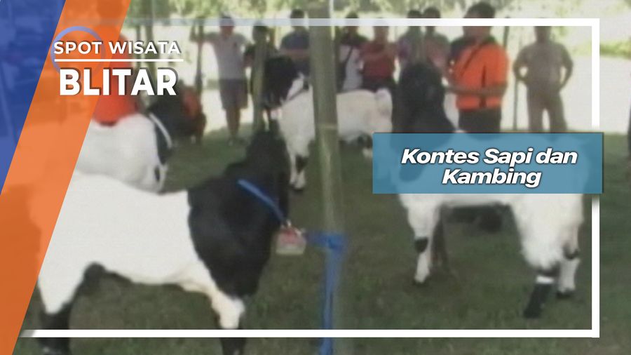 Kontes Sapi dan Kambing, Blitar
