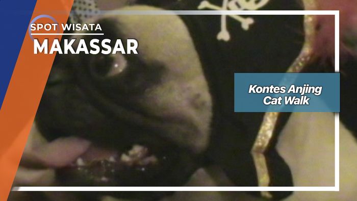 Kontes Anjing Cat Walk, Makassar 