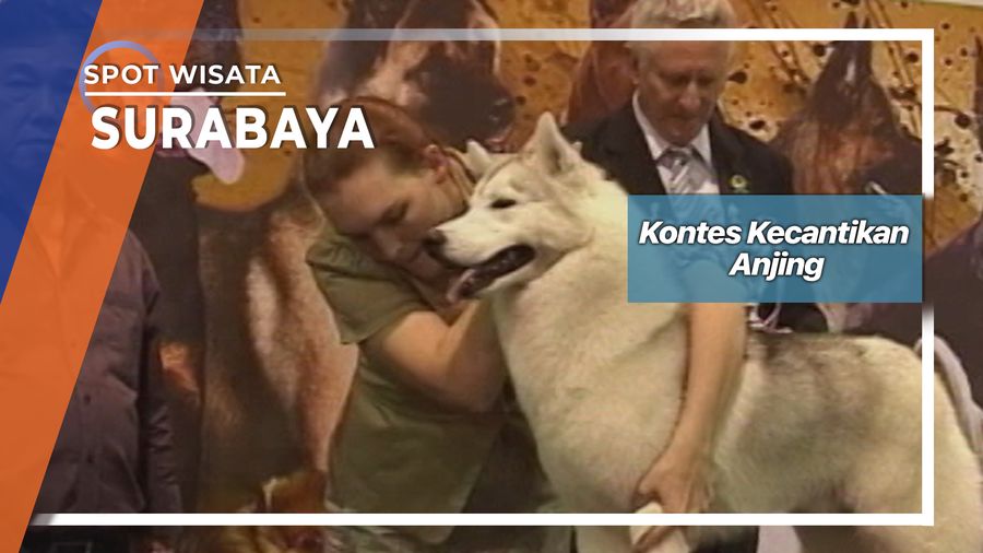 Kontes Kecantikan Anjing, Surabaya  