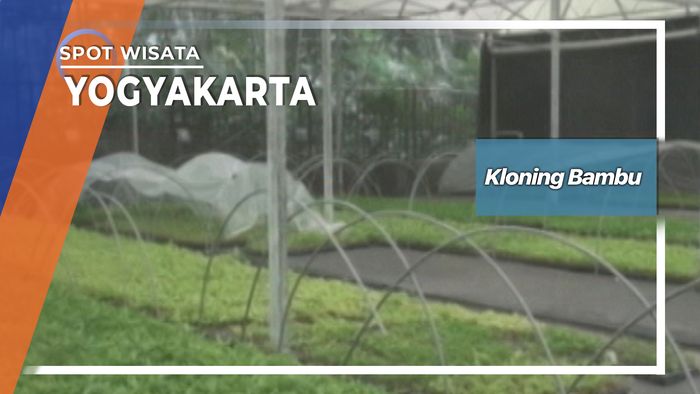 Kloning Bambu, Yogyakarta  