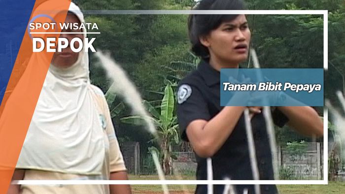 Tanam Bibit Pepaya, Depok      