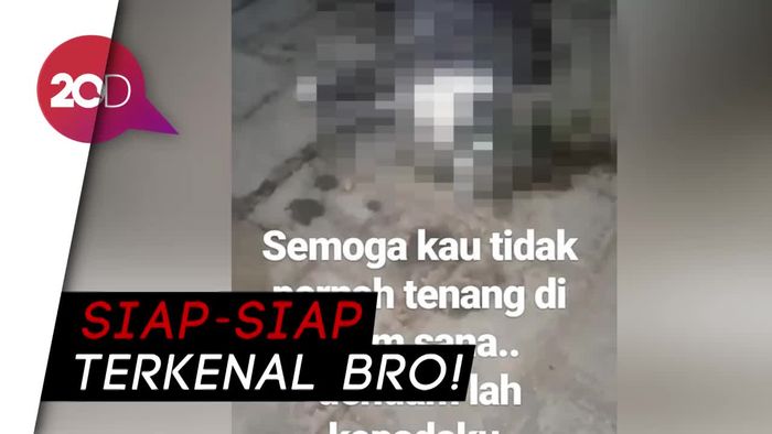 Sadis! Kucing Dicekoki Ciu Hingga Mati