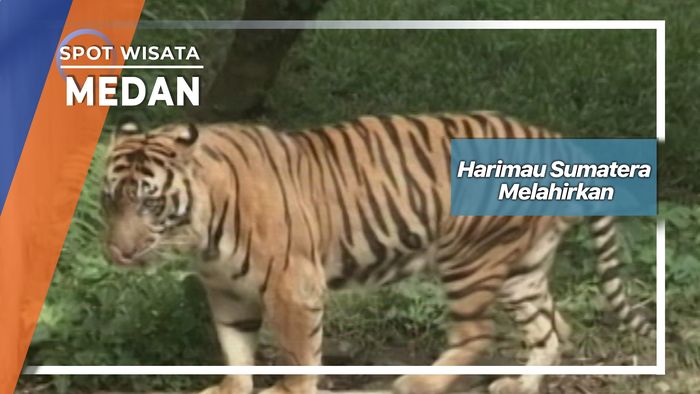 Harimau Sumatera Melahiran, Medan